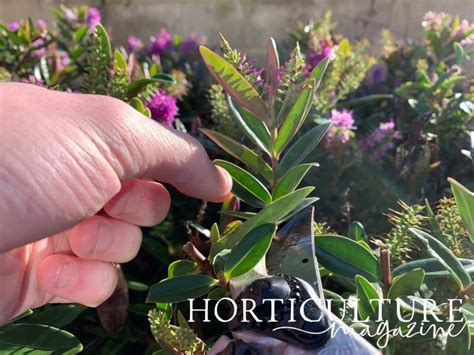 how to propagate hebes.